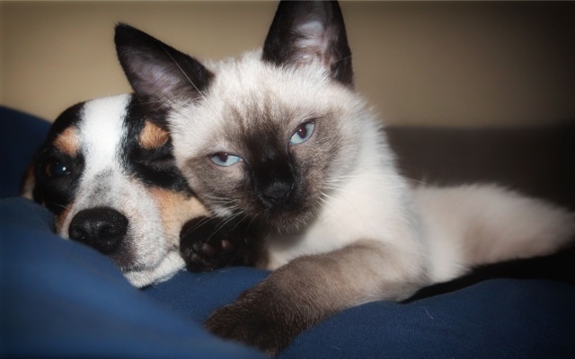 Cat and Dog together