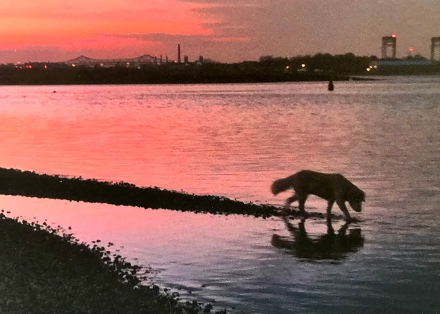 dog at water's edge at sunset