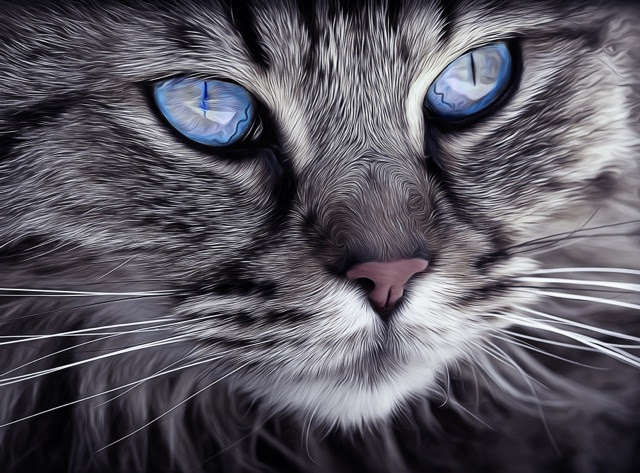 blue eye cat