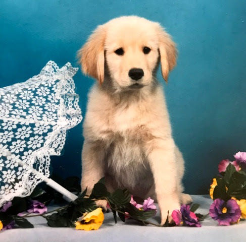 Olivia at 4 months old, Puppy Portrait