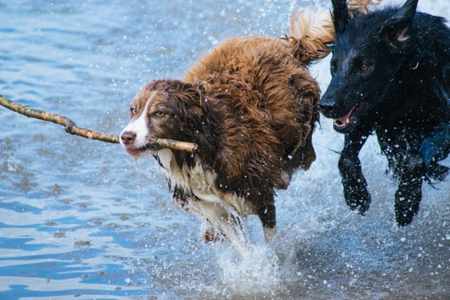 dogs running