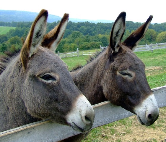 pair of donkeys