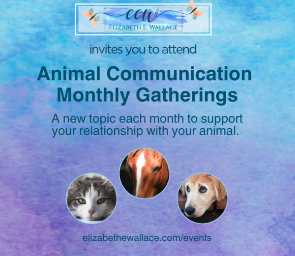 animal communication gatherings