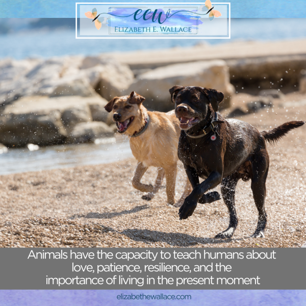 capacity to love and learn with animal communication