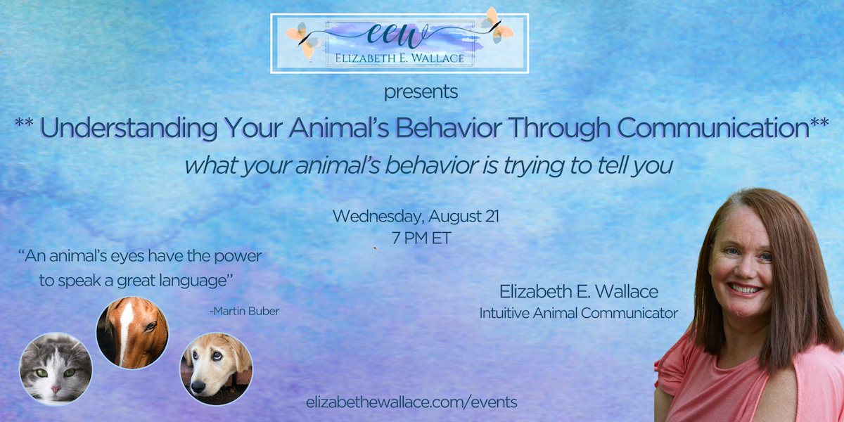 animal behavior and animal communication