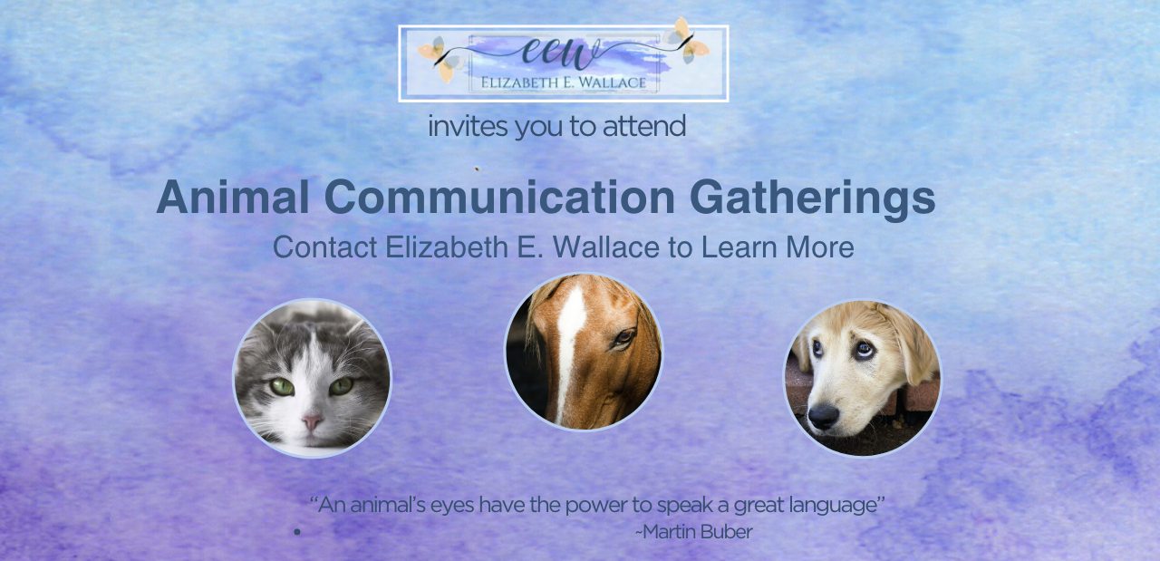 animal-communication-event